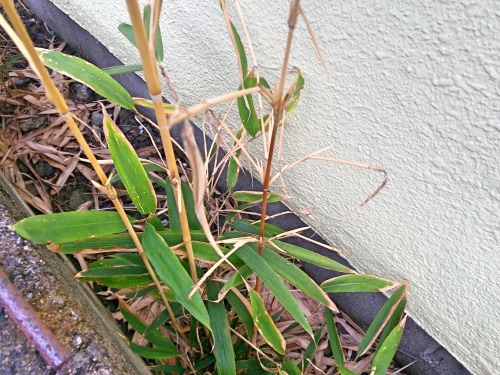 除草剤は竹にも効果が現れた