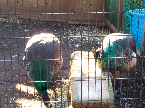 ペンギンに会える動物園、そして桜の花見の無料スポット！川崎市・夢見ヶ崎動物公園は意外に凄かった　クジャク