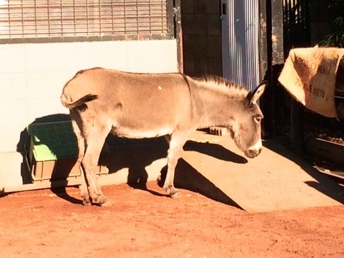 ペンギンに会える動物園、そして桜の花見の無料スポット！川崎市・夢見ヶ崎動物公園は意外に凄かった　ロバ