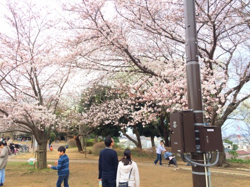 夢見ヶ崎動物公園の桜、花見風景