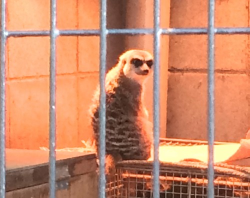 ペンギンに会える動物園、そして桜の花見の無料スポット！川崎市・夢見ヶ崎動物公園は意外に凄かった　ミーアキャット