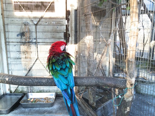 ペンギンに会える動物園、そして桜の花見の無料スポット！川崎市・夢見ヶ崎動物公園は意外に凄かった　オウム