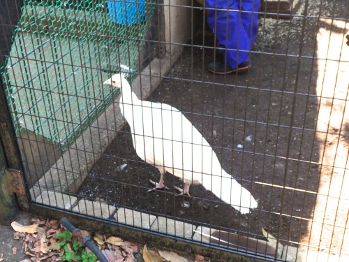 ペンギンに会える動物園、そして桜の花見の無料スポット！川崎市・夢見ヶ崎動物公園は意外に凄かった　白いクジャク