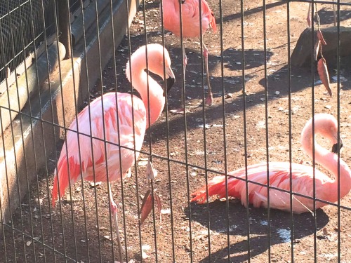 ペンギンに会える動物園、そして桜の花見の無料スポット！川崎市・夢見ヶ崎動物公園は意外に凄かった　フラミンゴ