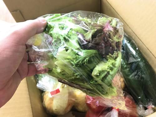 長崎県松浦市のふるさと納税『旬のお野菜＋産みたて濃厚玉子』サニーレタス