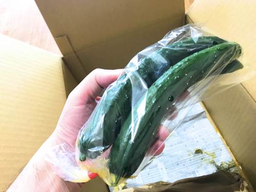 長崎県松浦市のふるさと納税『旬のお野菜＋産みたて濃厚玉子』きゅうり