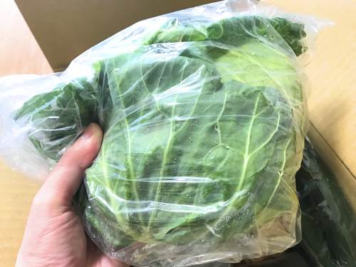 長崎県松浦市のふるさと納税『旬のお野菜＋産みたて濃厚玉子』キャベツ
