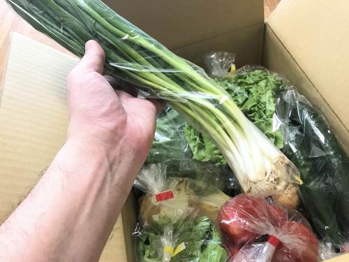 長崎県松浦市のふるさと納税『旬のお野菜＋産みたて濃厚玉子』万能ねぎ